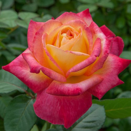 Rozen bestellen en bezorgen - theehybriden - geel - roze - Rosa Pullman Orient Express ® - zacht geurende roos - Ping Lim;  Jerry F. Twomey - -
